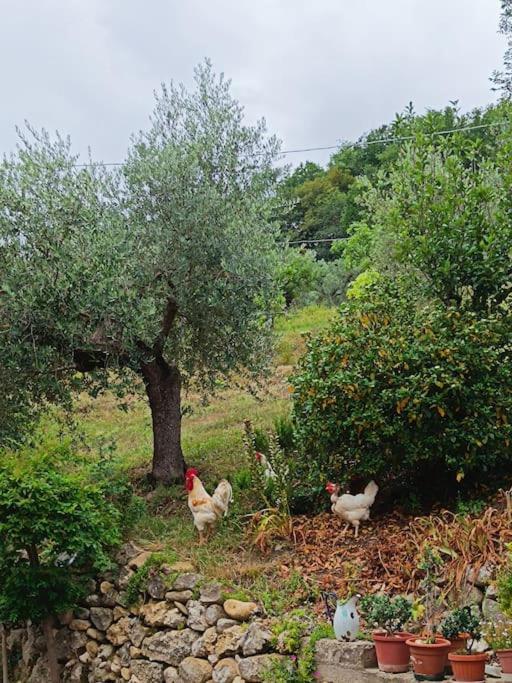 Alloggio Intero In Casa Contadina Nel Verde Ai Piedi Della Majella - Agricasa Caprafico Casoli  Экстерьер фото